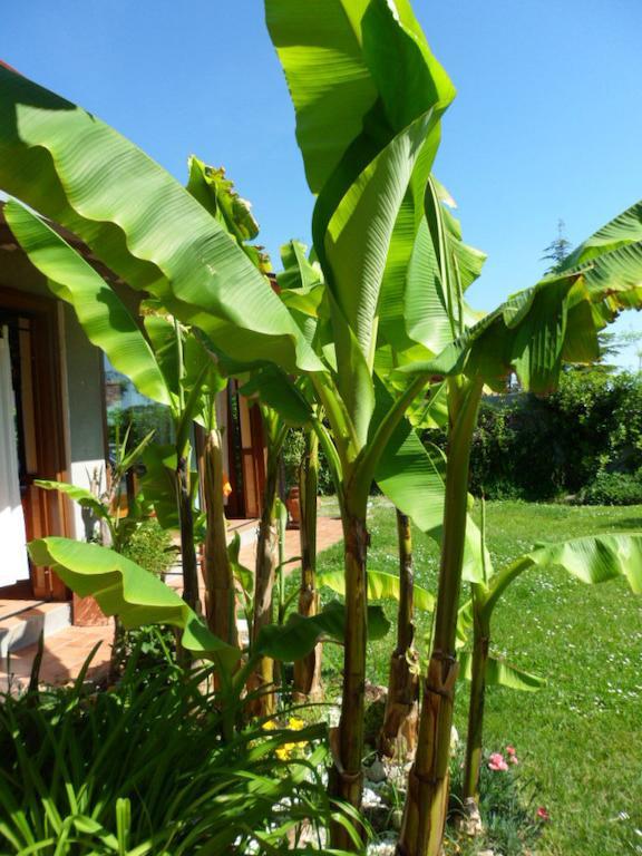 Agriturismo La Quiete Roncofreddo Екстериор снимка